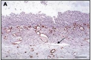 Immunohistochemistry image of FGF-2 staining in paraffn sections of bovine follicle tissue. (FGF2 Antikörper)