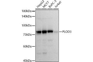 Western blot analysis of extracts of various cell lines, using PLOD3 antibody (ABIN7269530) at 1:1000 dilution.
