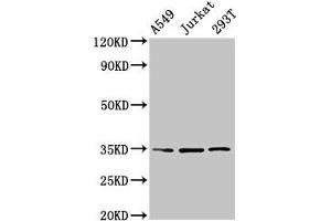 Western Blot Positive WB detected in: A549 whole cell lysate, Jurkat whole cell lysate, 293T whole cell lysate All lanes: MAGEA3 antibody at 4 μg/mL Secondary Goat polyclonal to rabbit IgG at 1/50000 dilution Predicted band size: 35 kDa Observed band size: 35 kDa (MAGEA3 Antikörper  (AA 2-104))