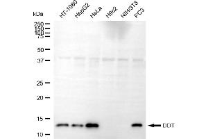 Western blotting analysis using DDT antibody (ABIN7798270). (DDT Antikörper)