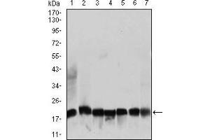 Western blot analysis using RPL18A mouse mAb against NIH3T3 (1), HEK293 (2), HL60 (3), Jurka (4), Raji (5), MOLT4 (6), and HeLa (7) cell lysate. (RPL18A Antikörper  (AA 50-176))