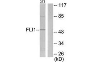Western blot analysis of extracts from NIH-3T3 cells, using FLI1 Antibody.