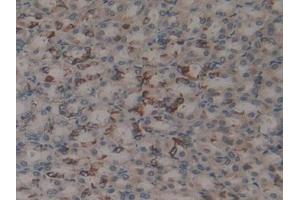 DAB staining on IHC-P; Samples: Rat Stomach Tissue (MFAP2 Antikörper  (AA 8-171))