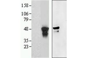 Western Blotting (WB) image for anti-Aurora Kinase (C-Term) antibody (ABIN2465176) (Aurora Kinase (C-Term) Antikörper)