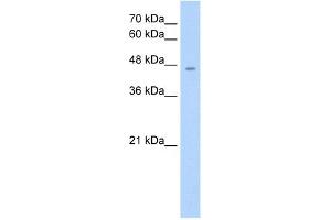 RHAG antibody used at 1. (RHAG Antikörper  (Middle Region))