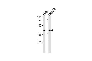 LRP1 Antibody (C-term) (ABIN652468 and ABIN2842319) western blot analysis in Hela,HepG2 cell line lysates (35 μg/lane). (LRPAP1 Antikörper  (C-Term))