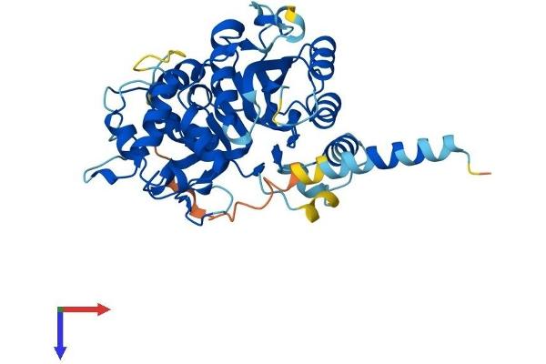 B3GNT8 Protein (AA 1-397) (His tag)