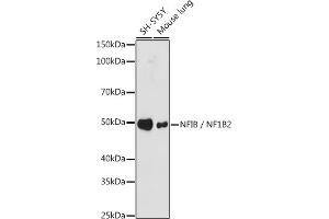 Western blot analysis of extracts of various cell lines, using NFIB / NF1B2 antibody (ABIN7268972) at 1:1000 dilution. (NFIB Antikörper)