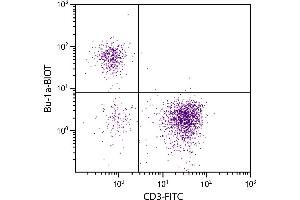 Chicken peripheral blood lymphocytes were stained with Mouse Anti-Chicken Bu-1a-BIOT. (BU-1A / B6.1 Antikörper  (Biotin))