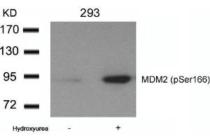 Western blot analysis of extracts from 293 cells untreated or treated with Hydroxyurea using MDM2(phospho-Ser166) Antibody. (MDM2 Antikörper  (pSer166))