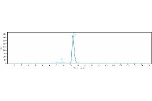 The purity of Anti-CEACAM1 / CD66a Reference Antibody (CM-24) is 96. (Rekombinanter CEACAM1 Antikörper)