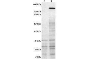 Image no. 1 for anti-Neurobeachin (NBEA) (C-Term) antibody (ABIN375219) (Neurobeachin Antikörper  (C-Term))