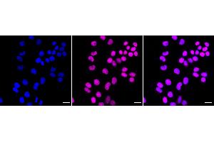 anti-Nuclear RNA Export Factor 1 (NXF1) antibody