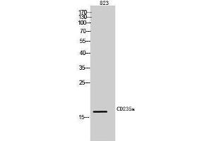 Western Blotting (WB) image for anti-Glycophorin A (GYPA) (Internal Region) antibody (ABIN3178984) (CD235a/GYPA Antikörper  (Internal Region))