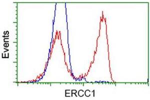 HEK293T cells transfected with either RC200478 overexpress plasmid (Red) or empty vector control plasmid (Blue) were immunostained by anti-ERCC1 antibody (ABIN2453003), and then analyzed by flow cytometry. (ERCC1 Antikörper)