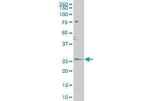 CDC42EP3 polyclonal antibody (A01), Lot # 060509JCS1 Western Blot analysis of CDC42EP3 expression in K-562 . (CDC42EP3 Antikörper  (AA 42-108))