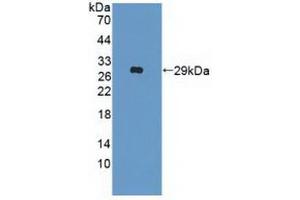Figure. (IFNAR2 Antikörper  (AA 27-243))