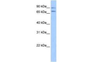 Western Blotting (WB) image for anti-Junctophilin 2 (JPH2) antibody (ABIN2463428)