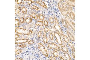 Immunohistochemistry of paraffin-embedded rat kidney using c-Abl Rabbit pAb (ABIN3020871, ABIN3020872, ABIN3020873 and ABIN6213767) at dilution of 1:25 (40x lens). (ABL1 Antikörper  (AA 490-590))