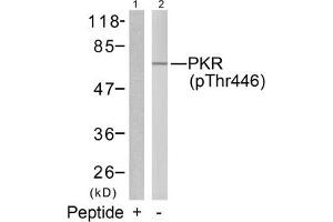 Western blot analysis of extracts from K562 cells using PKR(Phospho-Thr446) Antibody(Lane 2) and the same antibody preincubated with blocking peptide(Lane1). (EIF2AK2 Antikörper  (pThr446))