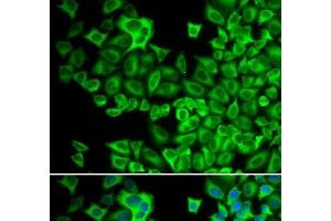 Immunofluorescence analysis of A549 cells using HCK Polyclonal Antibody (HCK Antikörper)
