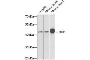 Western blot analysis of extracts of various cell lines using DLK1 Polyclonal Antibody at dilution of 1:1000. (DLK1 Antikörper)