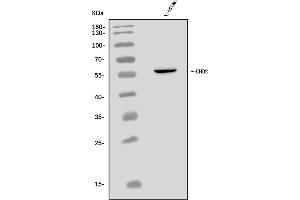 Western blot analysis of EHD2 using anti-EHD2 antibody (ABIN7603043).