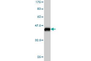 Western Blotting (WB) image for anti-Breast Carcinoma Amplified Sequence 2 (BCAS2) (AA 116-225) antibody (ABIN564463)