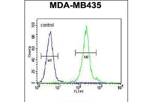 Flow cytometric analysis of MDA-MB435 cells (right histogram) compared to a negative control cell (left histogram). (IL12B Antikörper  (C-Term))