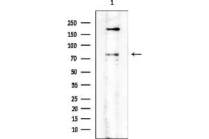 anti-Polo-Like Kinase 2 (PLK2) (Internal Region) antibody