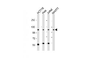 All lanes : Anti-PRPF6 Antibody (N-term) at 1:6000 dilution Lane 1: HC whole cell lysate Lane 2: Hela whole cell lysate Lane 3: Jurka twhole cell lysate Lane 4: NIH/3T3 whole cell lysate Lysates/proteins at 20 μg per lane. (PRP6/ANT-1 Antikörper  (N-Term))