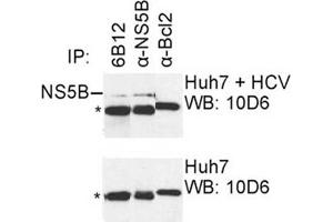 IP was carried out with NS5B specific mAb 6B12 using the lysates of Huh7 cells harboring selectable subgenomic HCV RNA replicon (upper panel) or plain Huh7 cells (lower panel). (HCV 1b NS5B Antikörper  (AA 92-105))