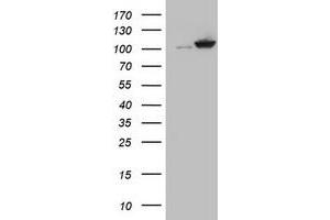 Image no. 1 for anti-Cullin 4B (CUL4B) (AA 1-300) antibody (ABIN1490726) (Cullin 4B Antikörper  (AA 1-300))