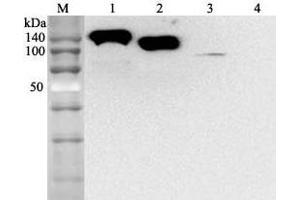 Western blot analysis using anti-ACE2 (human), mAb (AC384) (Biotin)  at 1:2'000 dilution. (ACE2 Antikörper  (Biotin))