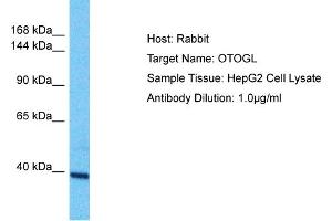 Host: Rabbit Target Name: OTOGL Sample Type: HepG2 Whole Cell lysates Antibody Dilution: 1. (OTOGL Antikörper  (N-Term))