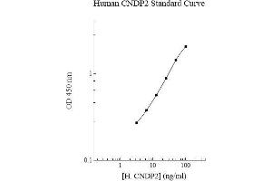Image no. 1 for CNDP Dipeptidase 2 (Metallopeptidase M20 Family) (CNDP2) ELISA Kit (ABIN5564565)