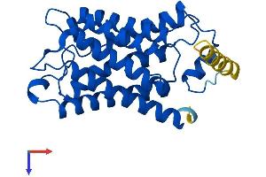 Aquaporin 5 Protein (AQP5) (AA 1-265) (His tag)