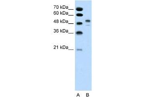WB Suggested Anti-POU3F2 Antibody Titration:  0. (POU3F2 Antikörper  (Middle Region))
