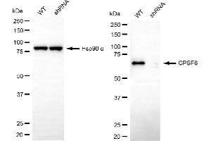 Western blotting analysis using CPSF6 antibody (ABIN7798097). (Rekombinanter CPSF6 Antikörper)