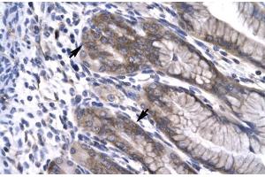 Human Stomach; NPAS1 antibody - C-terminal region in Human Stomach cells using Immunohistochemistry (NPAS1 Antikörper  (C-Term))