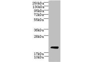 Western blot All lanes: CYBC1 antibody at 1. (CYBC1 (AA 43-187) Antikörper)