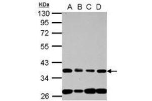 Image no. 1 for anti-Nucleoporin 35kDa (NUP35) (AA 127-326) antibody (ABIN1499882) (NUP35 Antikörper  (AA 127-326))