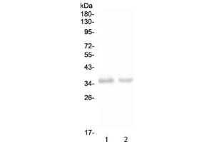 Western blot testing of 1) rat spleen and 2) mouse spleen with NKp46 antibody at 0.