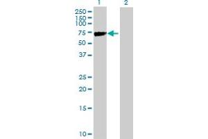 Western Blot analysis of KLHL2 expression in transfected 293T cell line by KLHL2 MaxPab polyclonal antibody. (KLHL2 Antikörper  (AA 1-593))