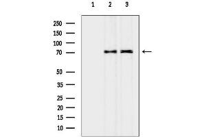 anti-Tetratricopeptide Repeat Domain 5 (TTC5) antibody