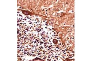 Immunohistochemistry analysis in formalin fixed and paraffin embedded human cerebellum tissue reacted with  PJA1 / RNF70 Antibody (N-term) followed which was peroxidase conjugated to the secondary antibody and followed by DAB staining. (PJA1 Antikörper  (N-Term))