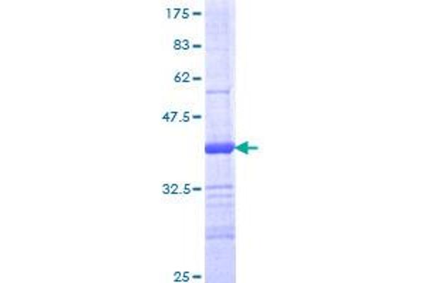 PTPRM Protein (AA 381-479) (GST tag)