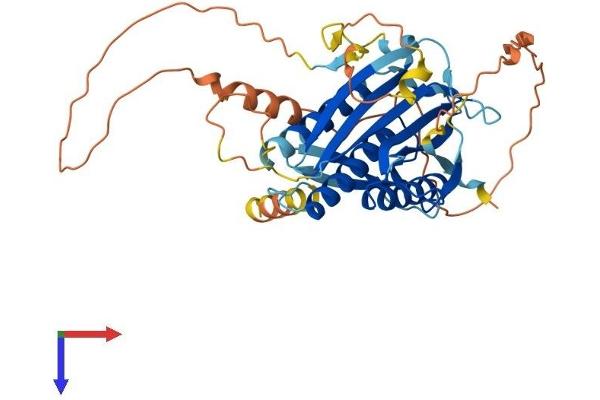 HORMAD1 Protein (AA 1-392) (His tag)