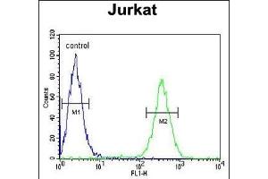 HNRPL Antibody (Center) (ABIN650774 and ABIN2839554) flow cytometric analysis of Jurkat cells (right histogram) compared to a negative control cell (left histogram). (HNRNPL Antikörper  (AA 249-277))