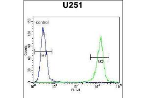 Flow cytometric analysis of U251 cells (right histogram) compared to a negative control cell (left histogram). (GPAA1 Antikörper  (N-Term))